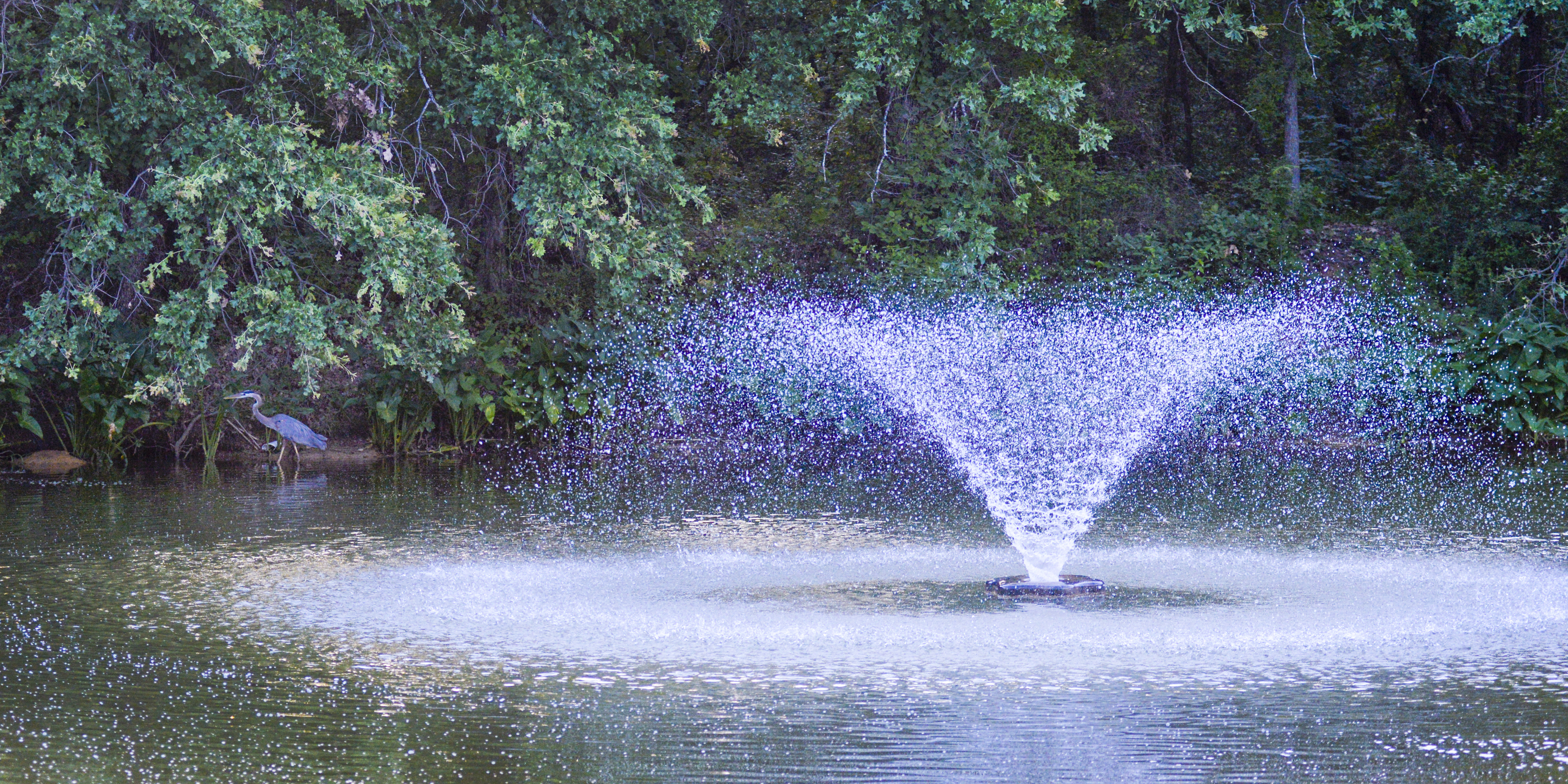 Pond photo